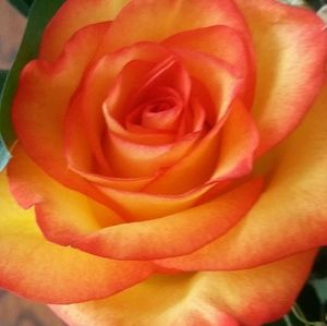 Meet your Posher, Brenda